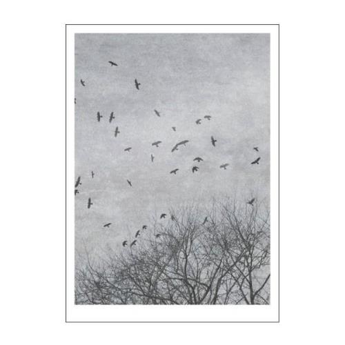 Poster & Frame - Ingrey Studio poster 30x40 cm crows