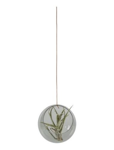 Hanging Plant Bubble Studio About