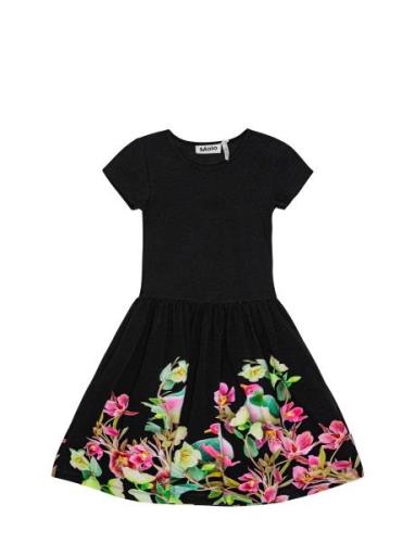 Cissa Dresses & Skirts Dresses Partydresses Black Molo